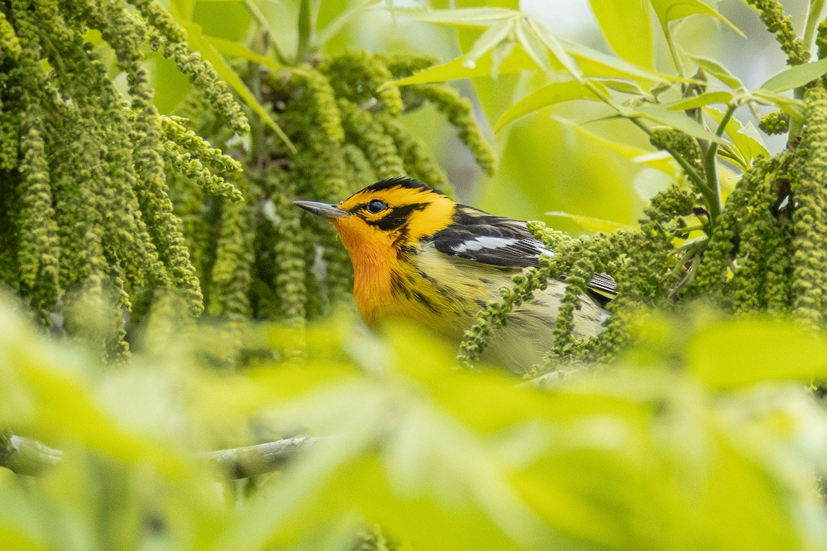 Blackburnian Warbler - Scott France