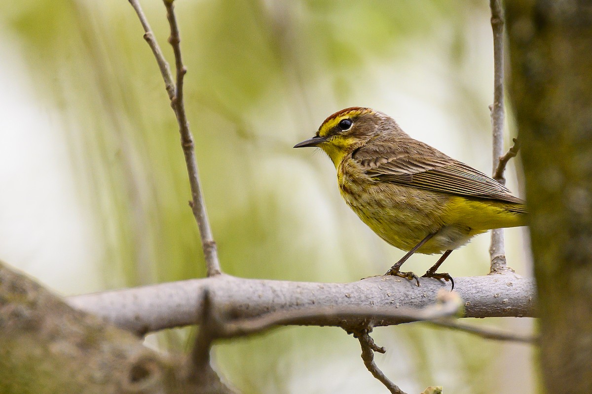 Palm Warbler - Eric Stenstrom