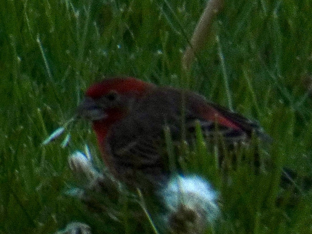 House Finch - Tahira Probst