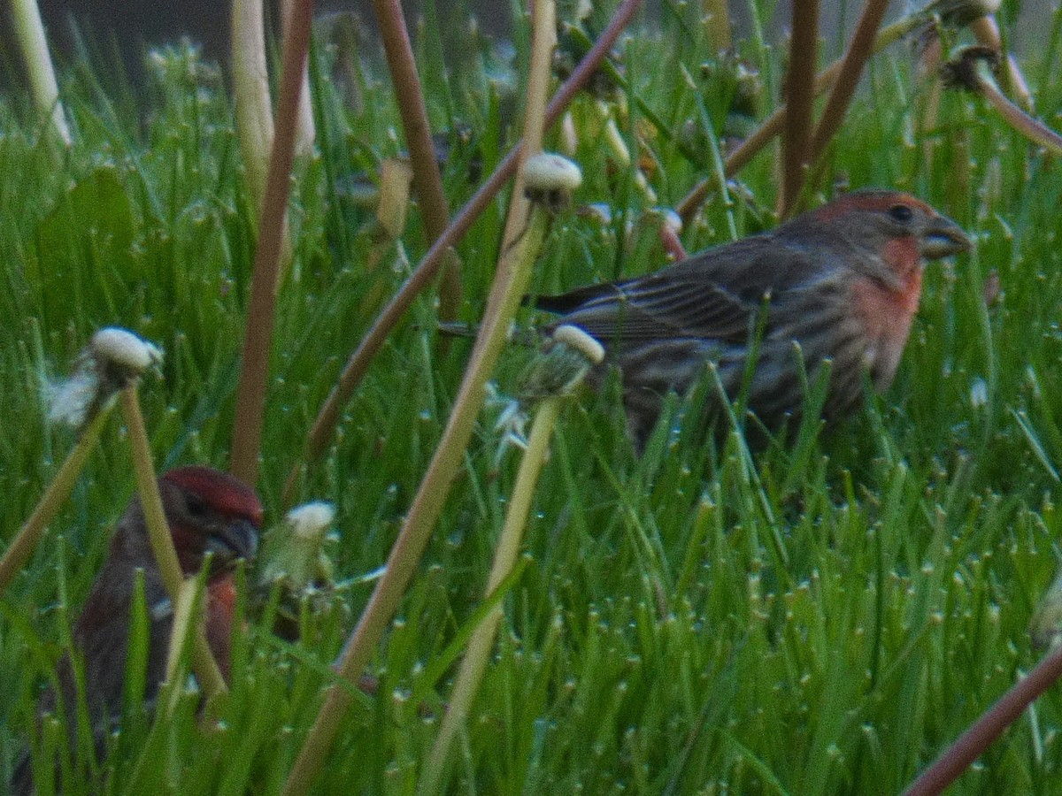 House Finch - Tahira Probst