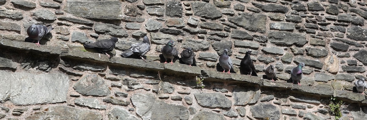 Rock Pigeon - Nancy Henke