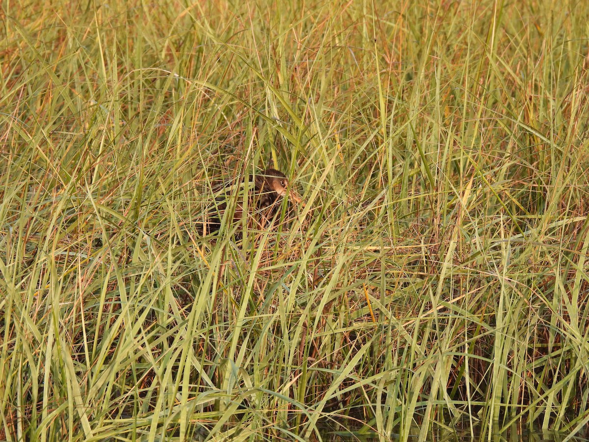 Clapper Rail - Heather Bullock