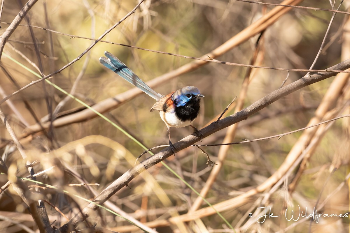 Purple-backed Fairywren (Purple-backed) - ML618248577