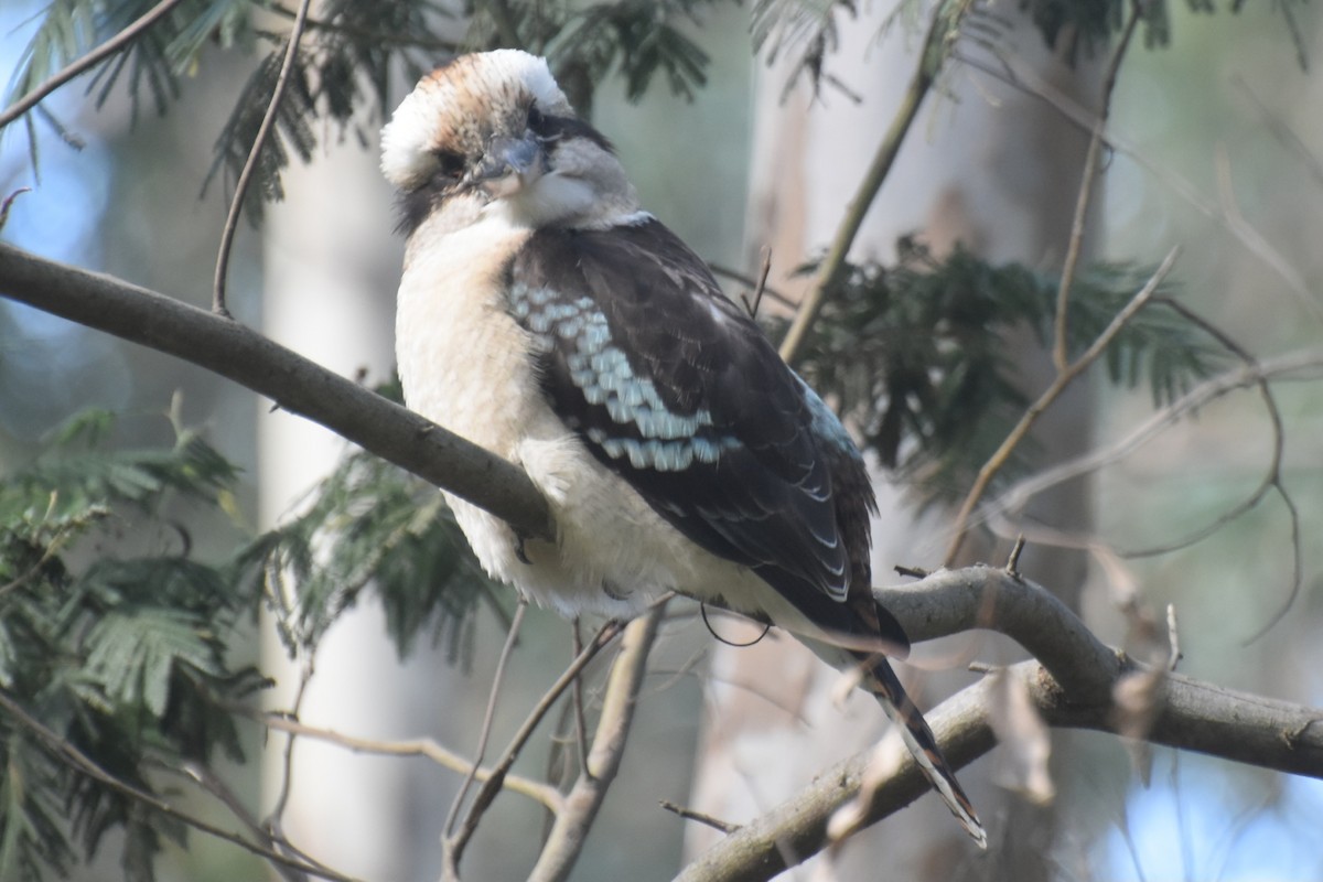 Laughing Kookaburra - Roger Harper