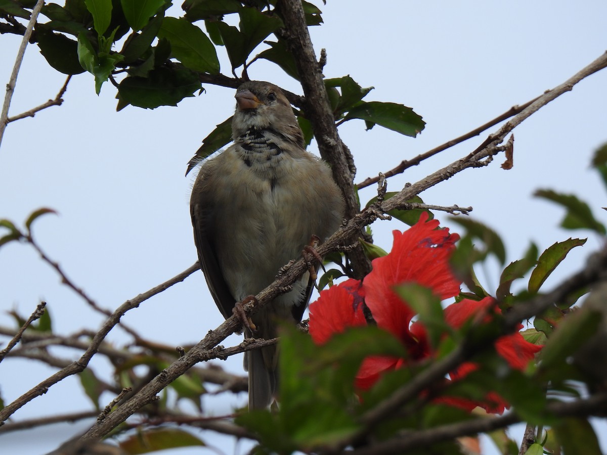 House Sparrow - Monica Mesch