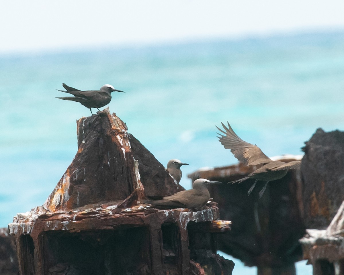 Black Noddy - ML618248610