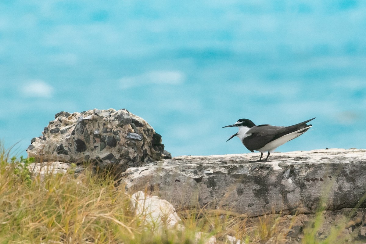 Bridled Tern - Mitch Walters