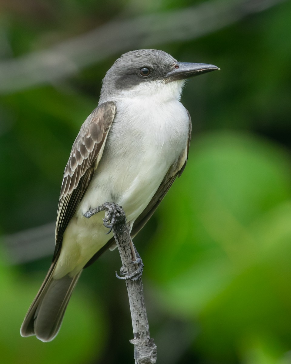 Gray Kingbird - Mitch Walters