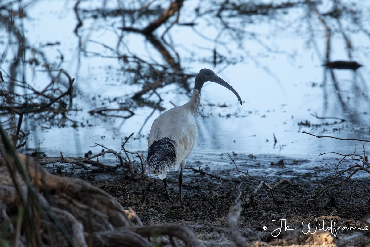 ibis australský - ML618248659