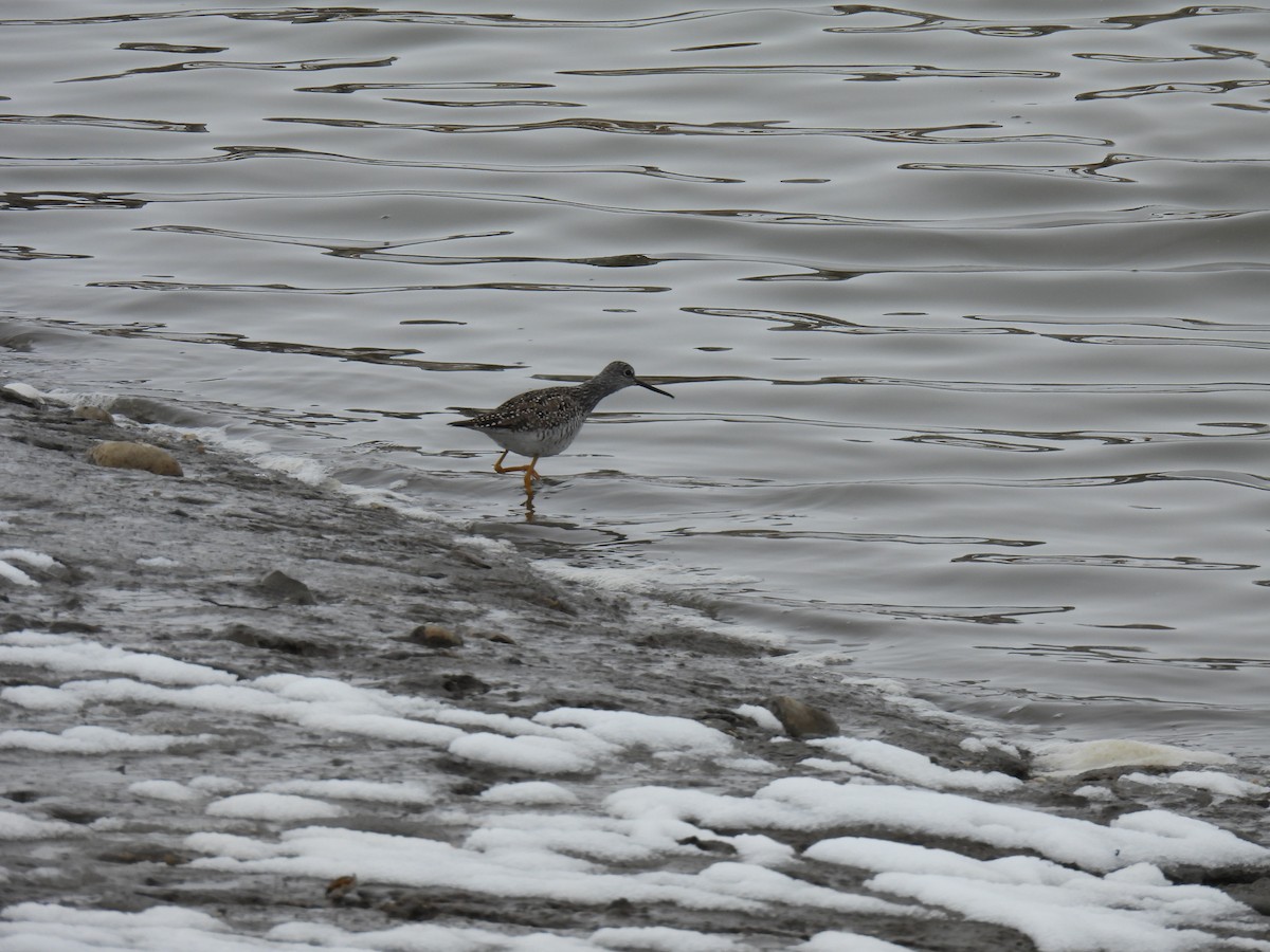 Greater Yellowlegs - ML618248671