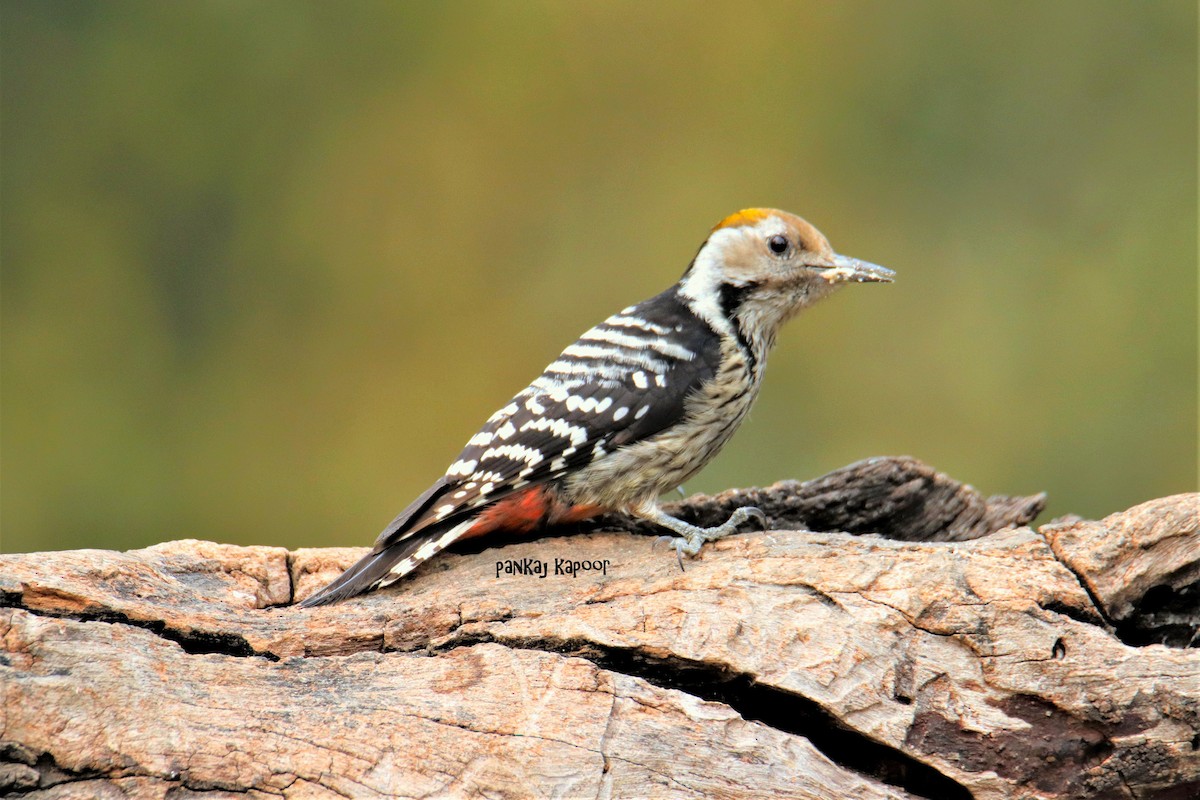 Brown-fronted Woodpecker - pankaj kapoor