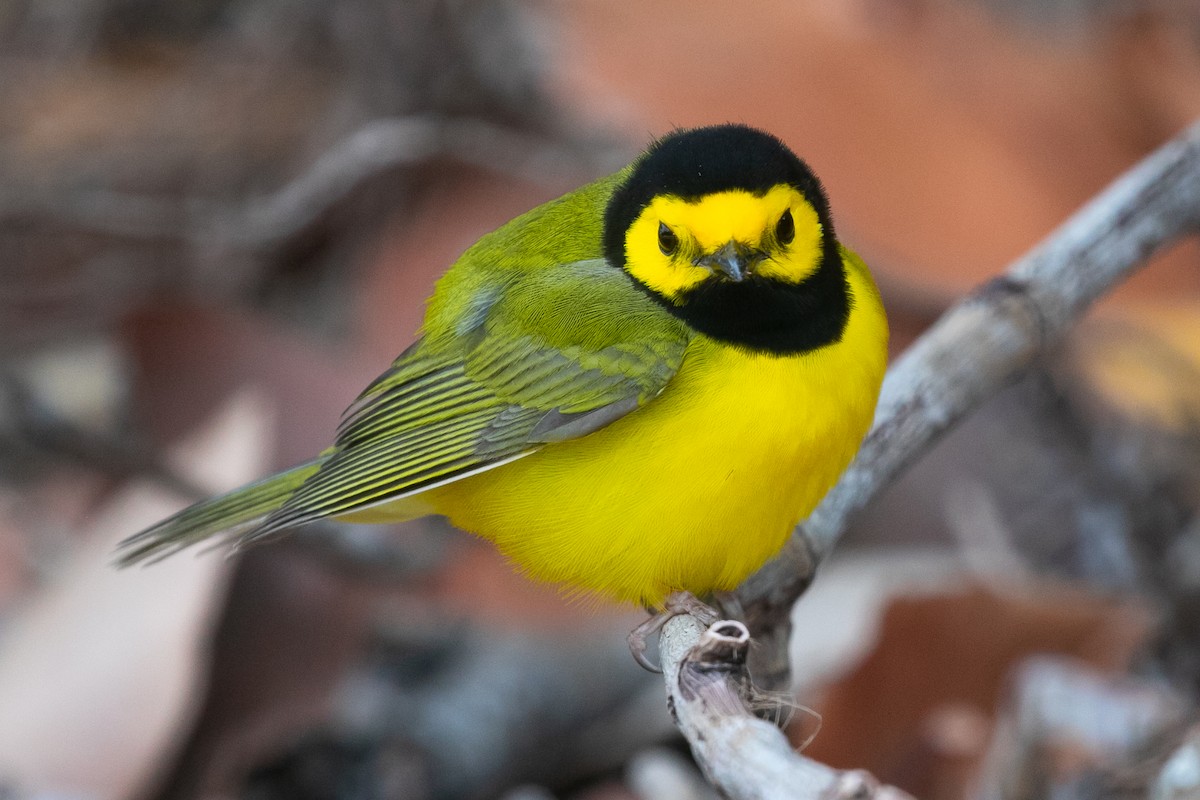 Hooded Warbler - Mitch Walters