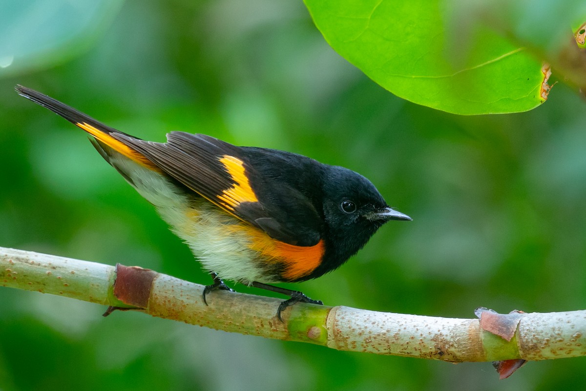 American Redstart - ML618248682