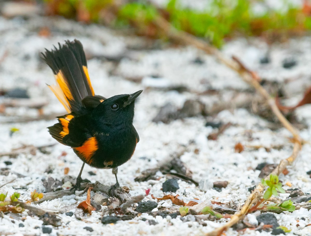 American Redstart - Mitch Walters