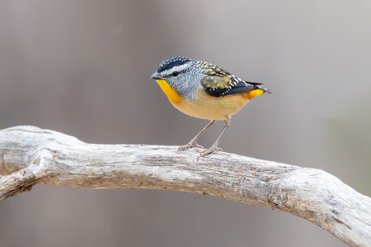 Spotted Pardalote - Jarryd Guilfoyle