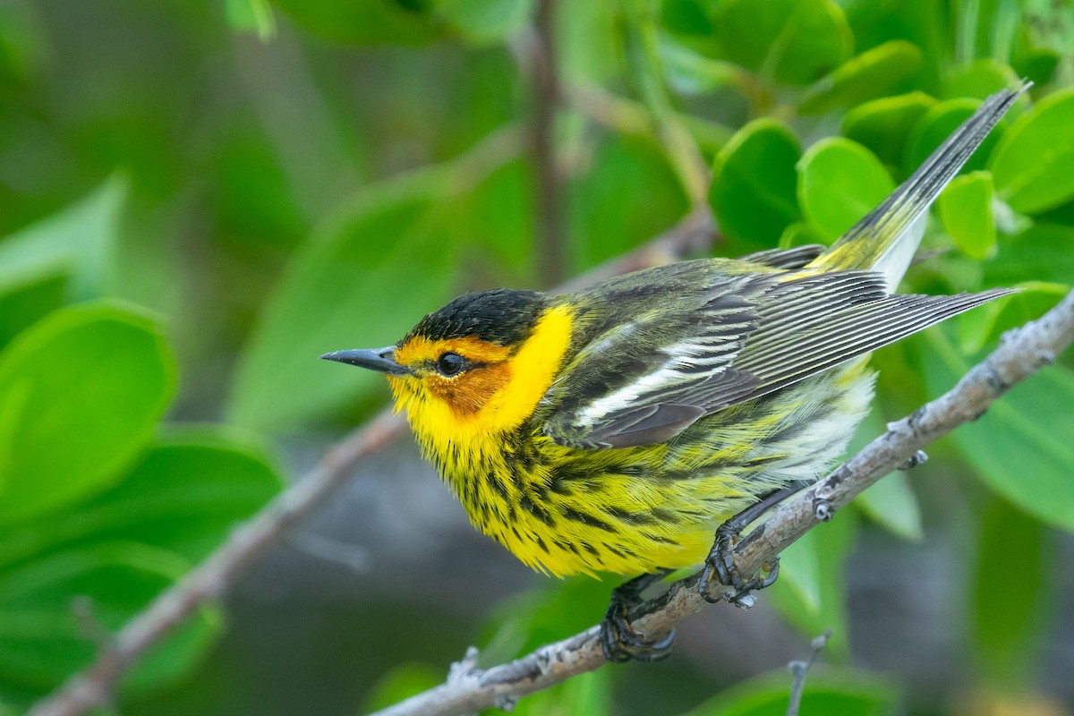 Cape May Warbler - Mitch Walters