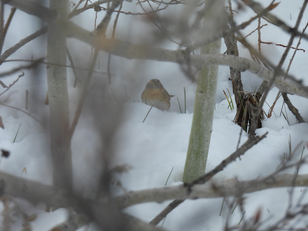 LeConte's Sparrow - ML618248697