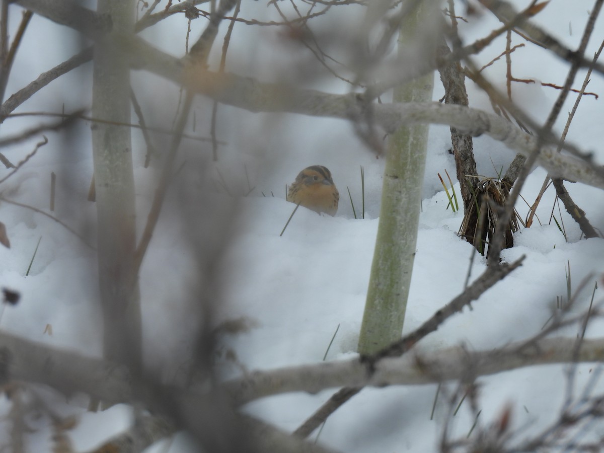 LeConte's Sparrow - ML618248698