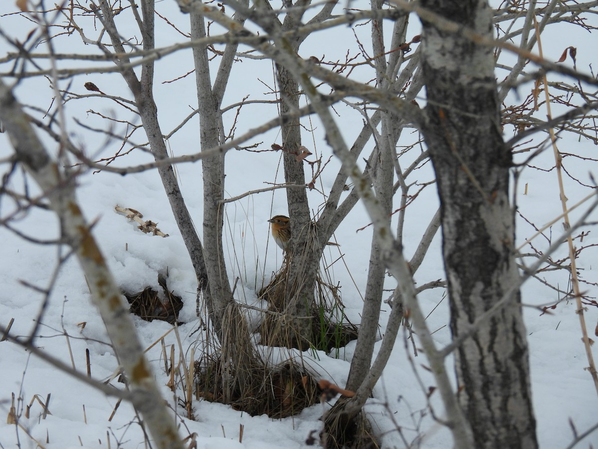 LeConte's Sparrow - ML618248699