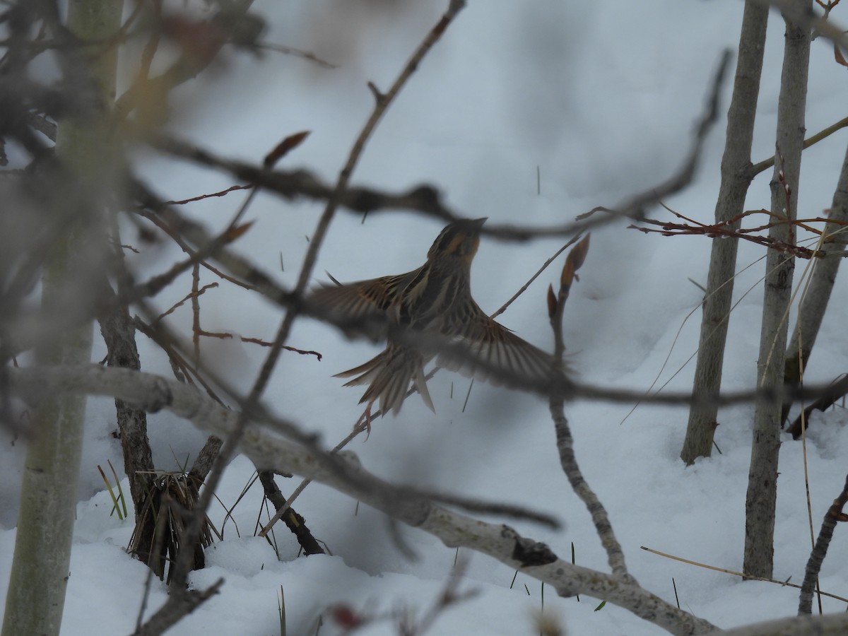 LeConte's Sparrow - ML618248700