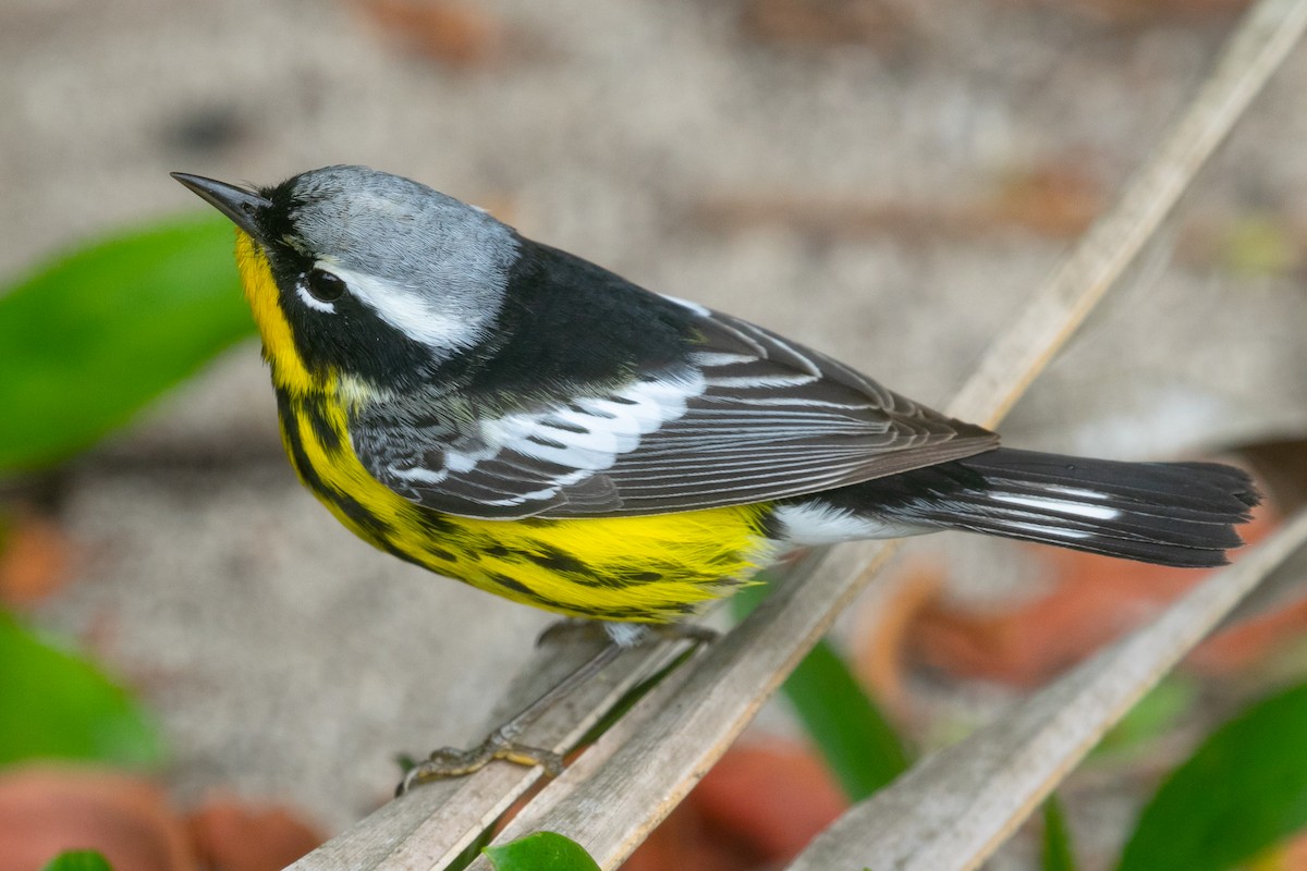 Magnolia Warbler - ML618248702