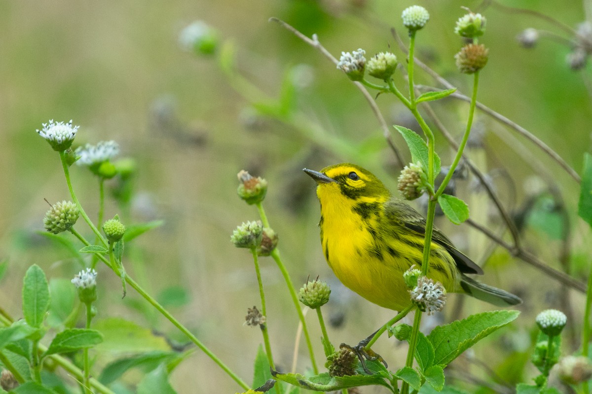 Prairie Warbler - ML618248708