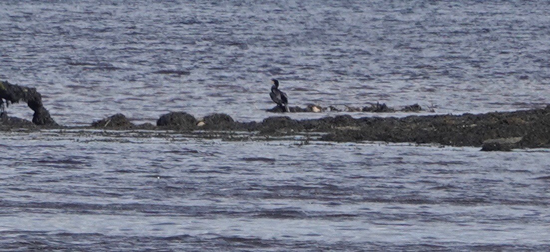 Great Cormorant - Nancy Henke