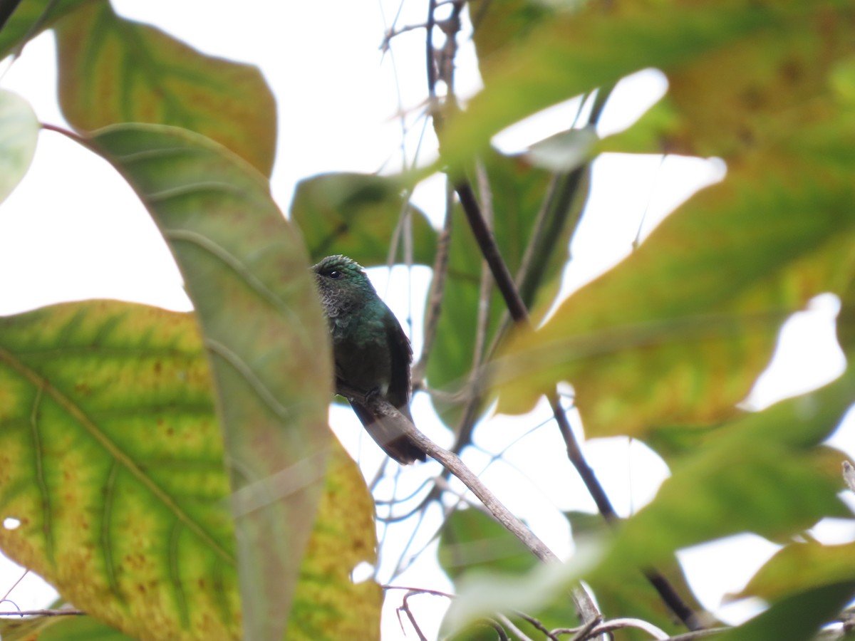 Green-bellied Hummingbird - Cristian Cufiño