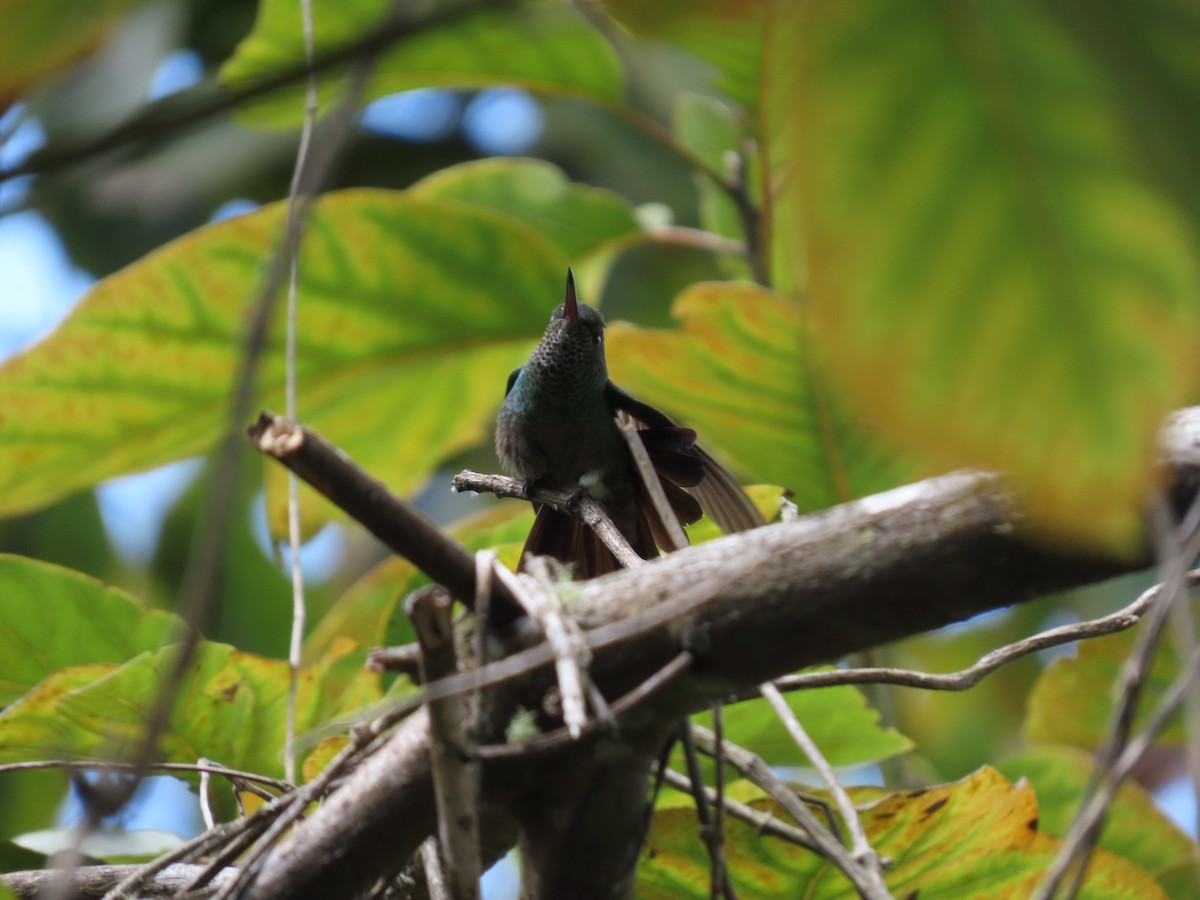 Green-bellied Hummingbird - Cristian Cufiño