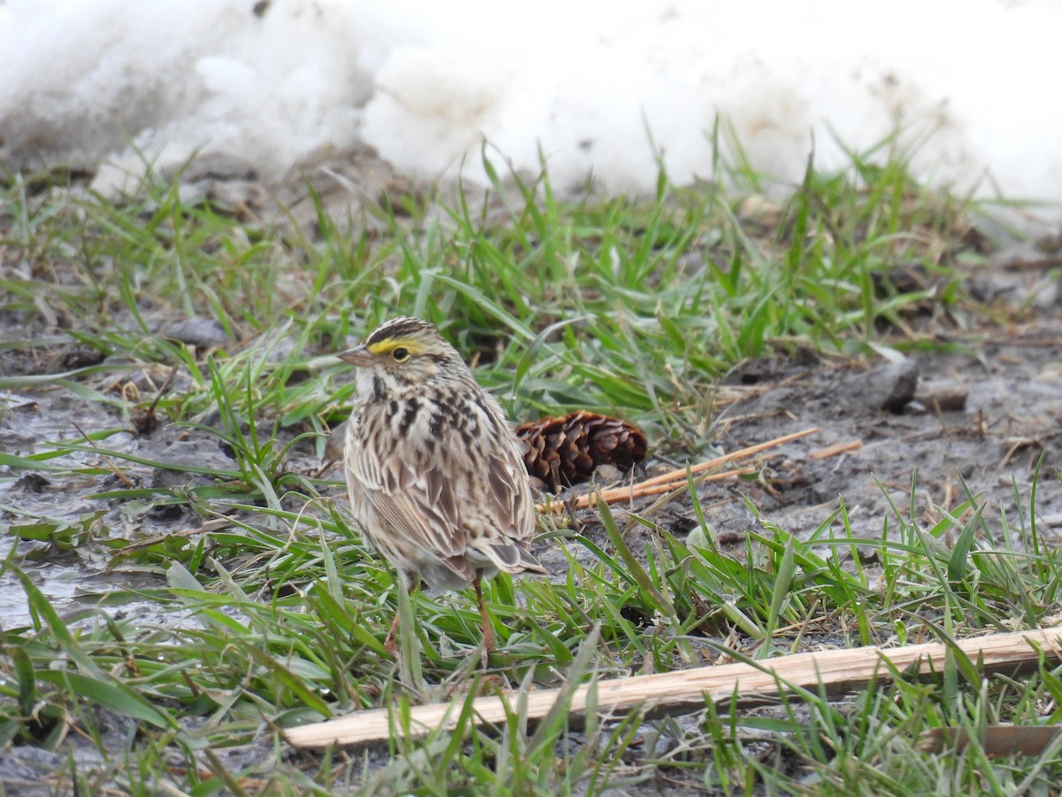 Savannah Sparrow - ML618248736