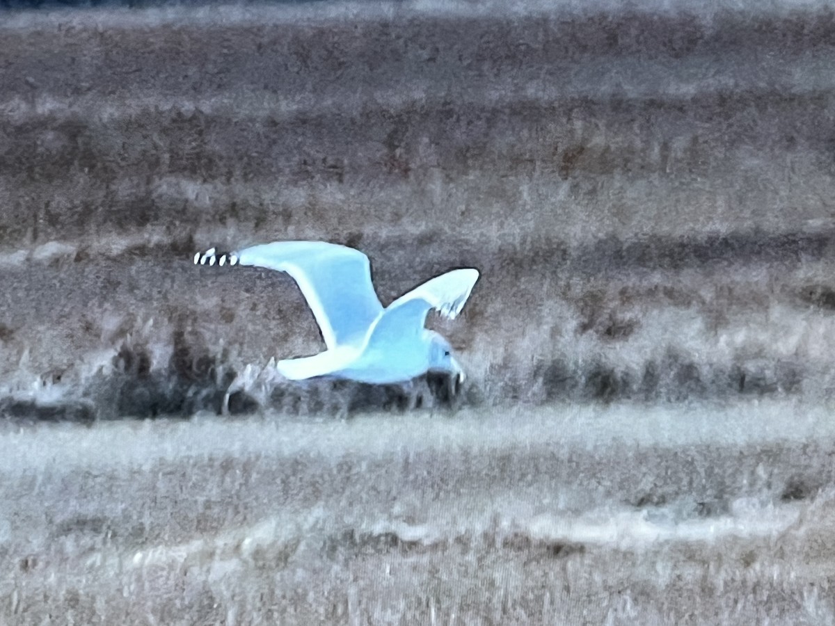 gull sp. - Anonymous