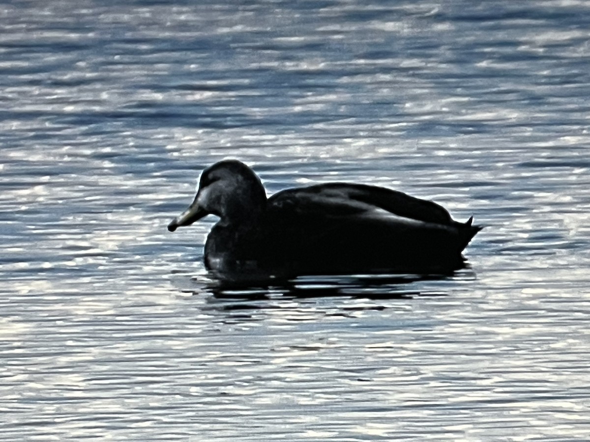 American Black Duck - Anonymous