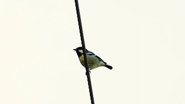 Elegant Tit - ML618248756