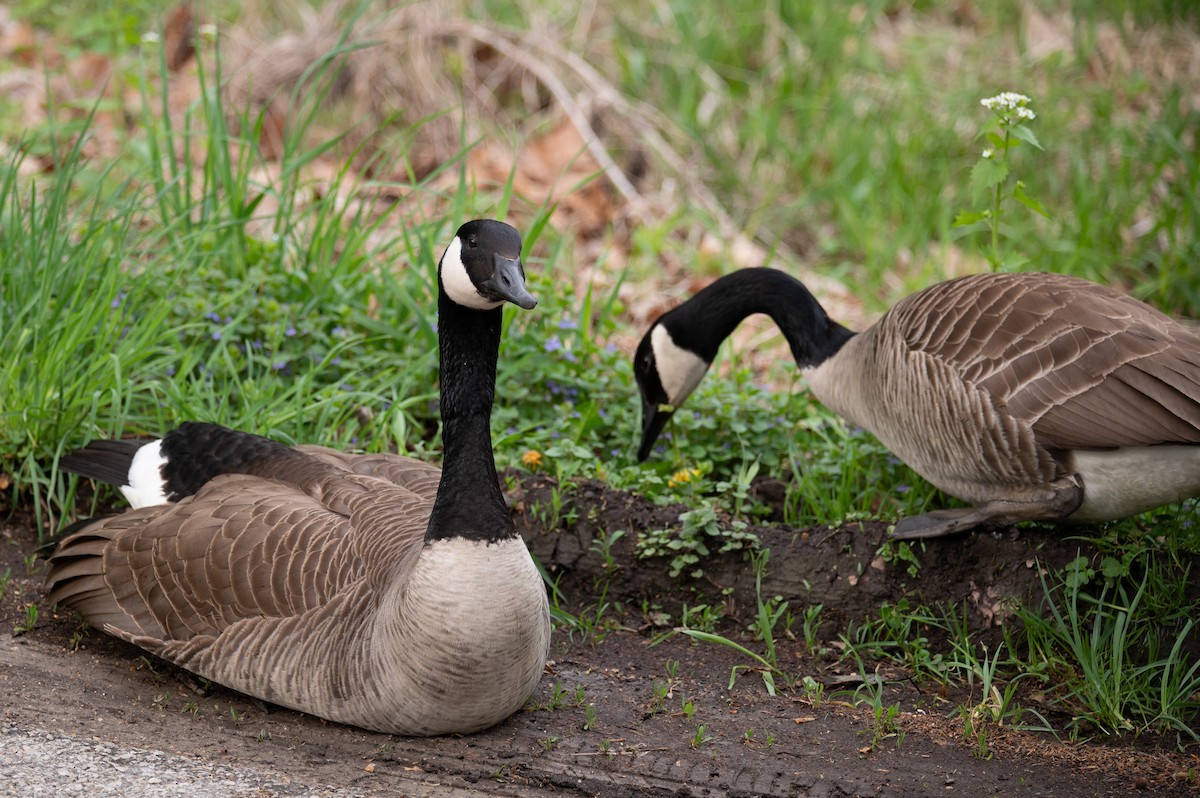 Canada Goose - William Pixler