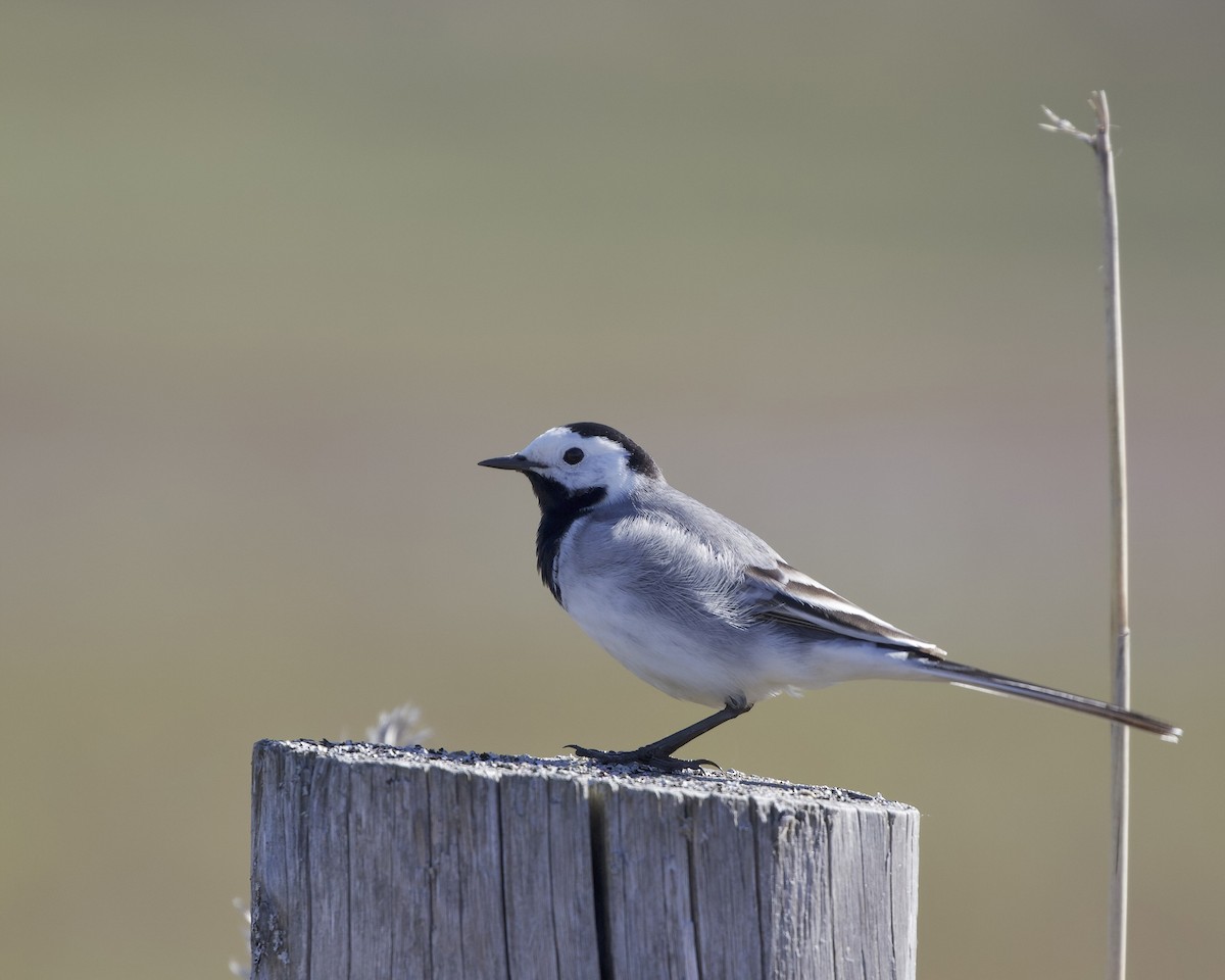 White Wagtail - Terence Degan