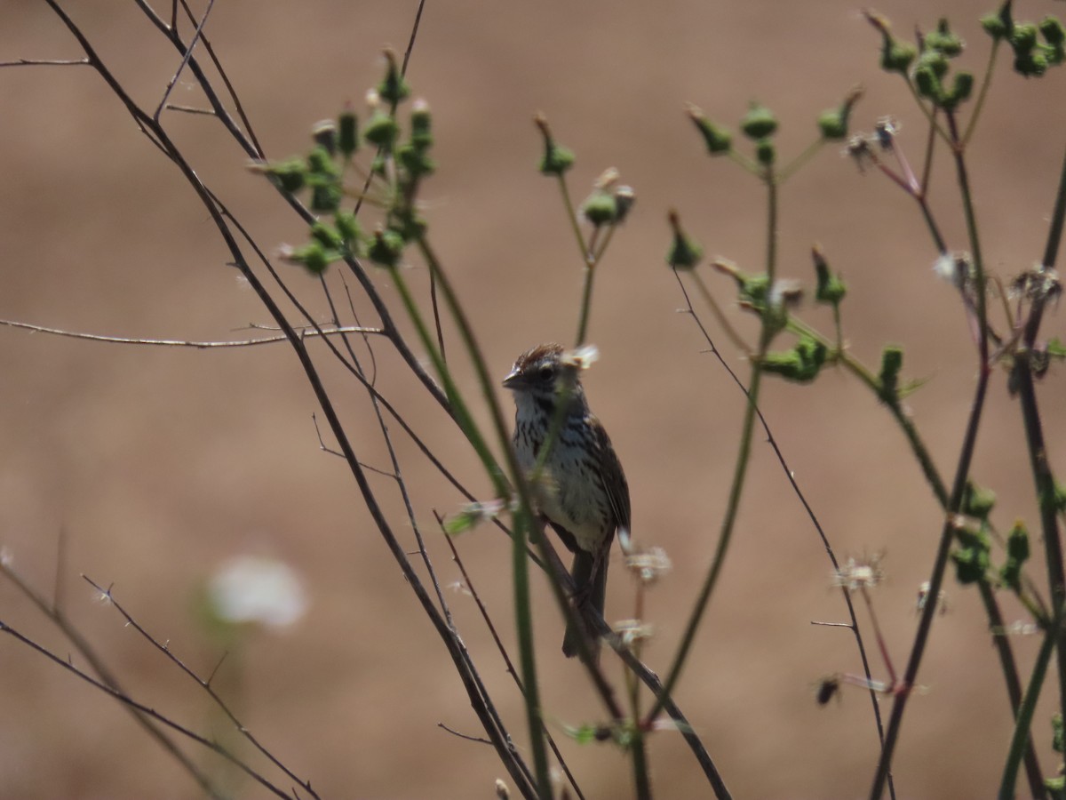 Song Sparrow - Edie Shaw