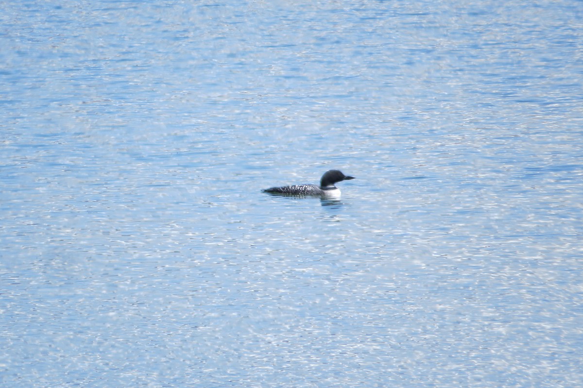 Common Loon - ML618248805