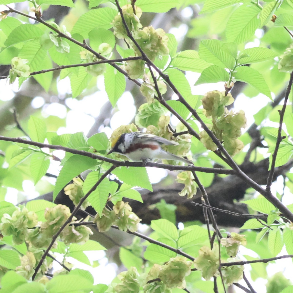 Chestnut-sided Warbler - Parsley Steinweiss