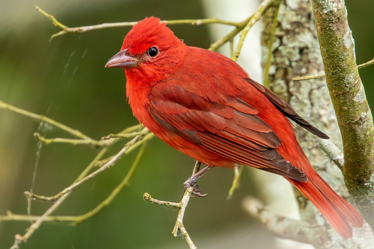 Summer Tanager - Scott France