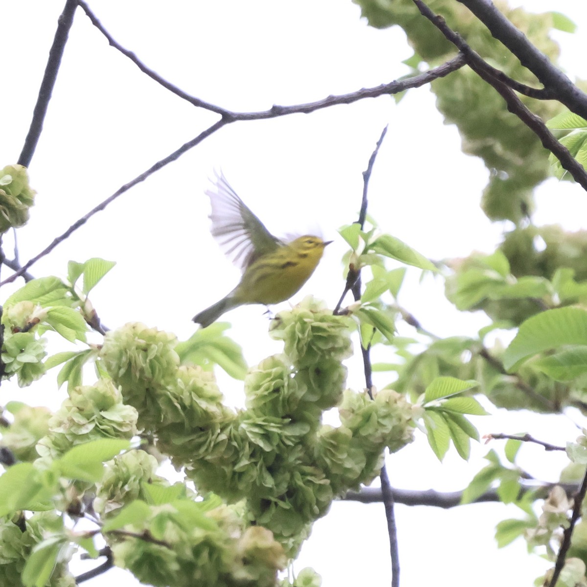 Prairie Warbler - Parsley Steinweiss