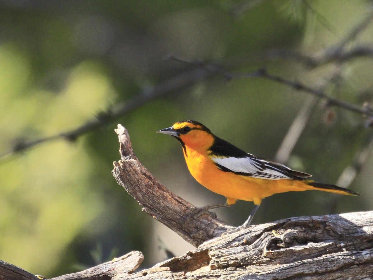 Bullock's Oriole - Carl Poldrack