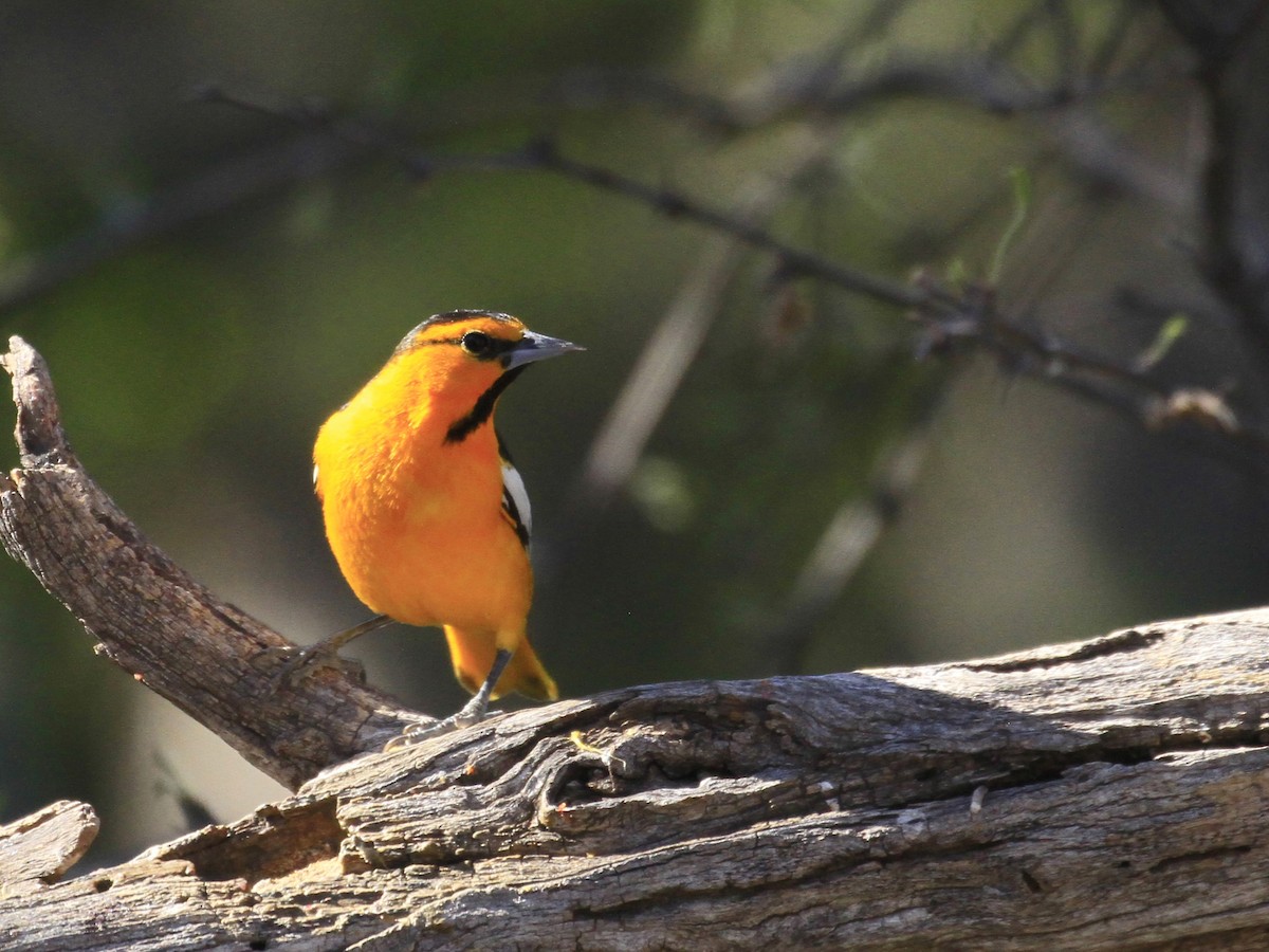 Bullock's Oriole - Carl Poldrack