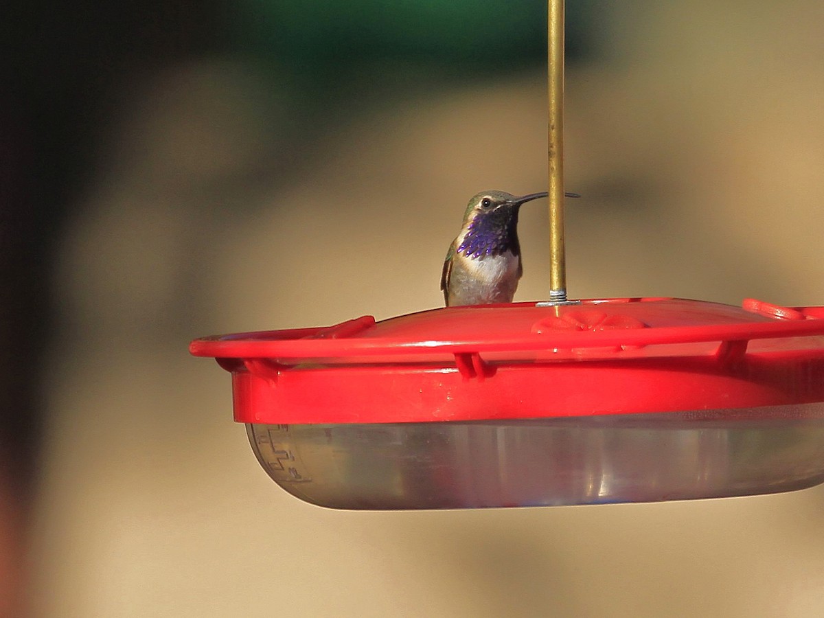 Lucifer Hummingbird - Carl Poldrack