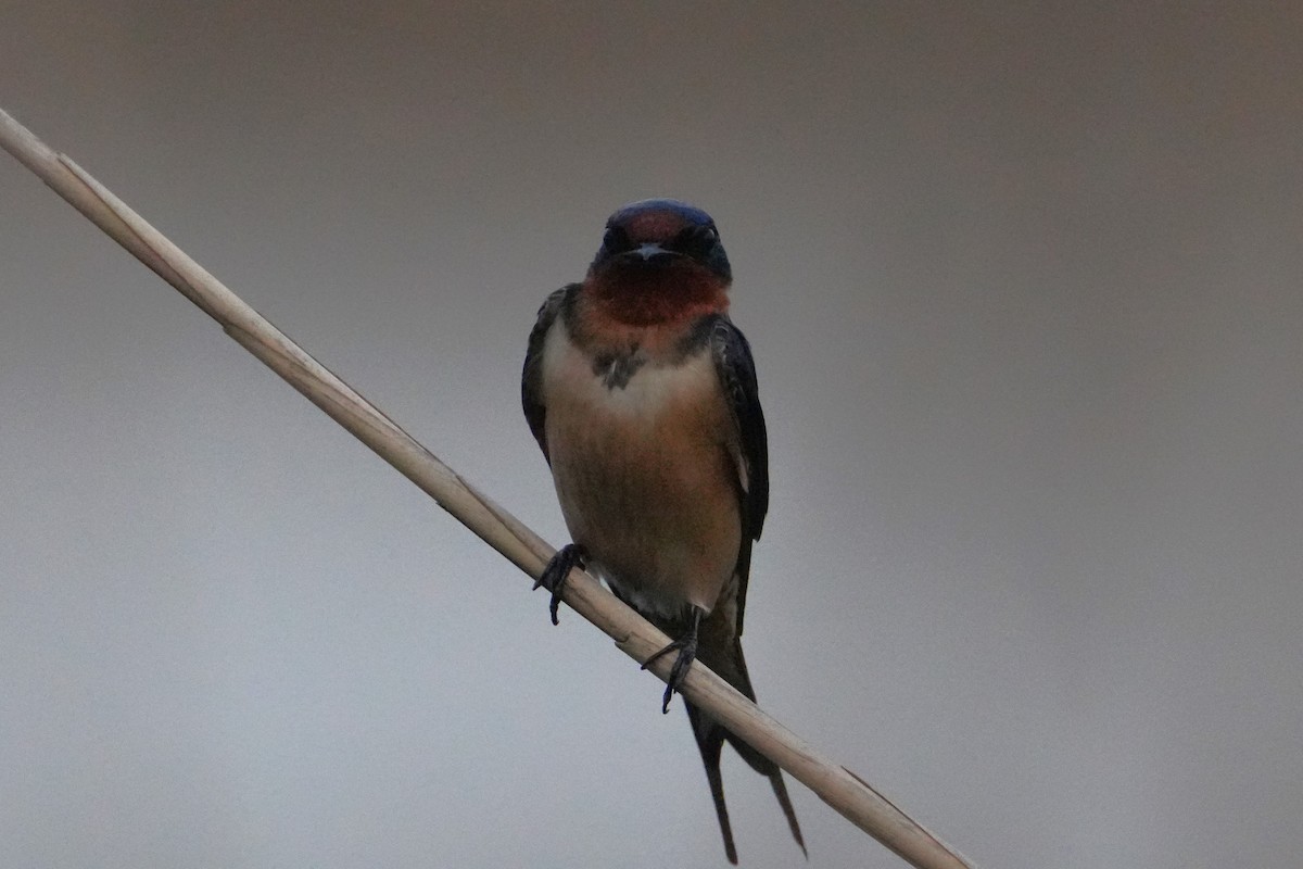 Barn Swallow - Yue Huang