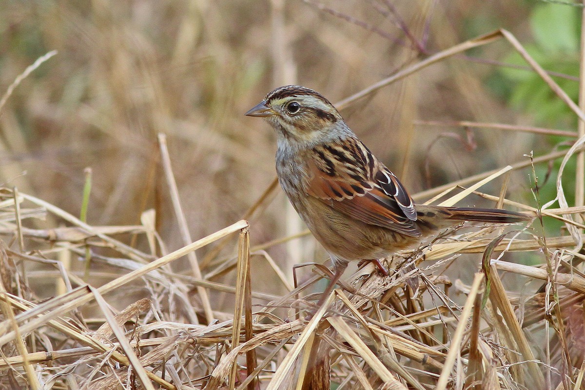 Swamp Sparrow - Michael O'Brien