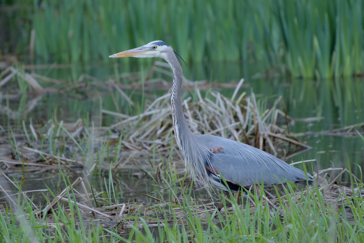 Great Blue Heron - Meaghan Richard