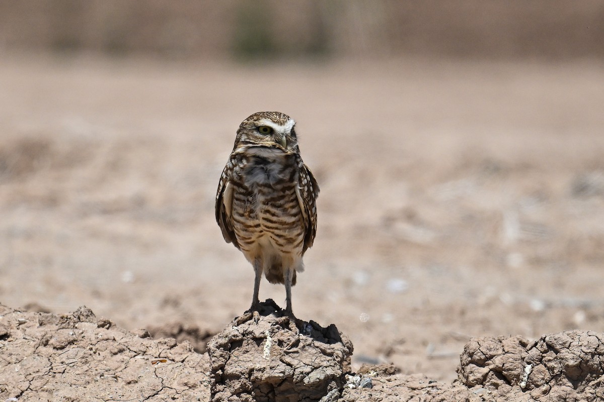 Burrowing Owl - Maryse Neukomm