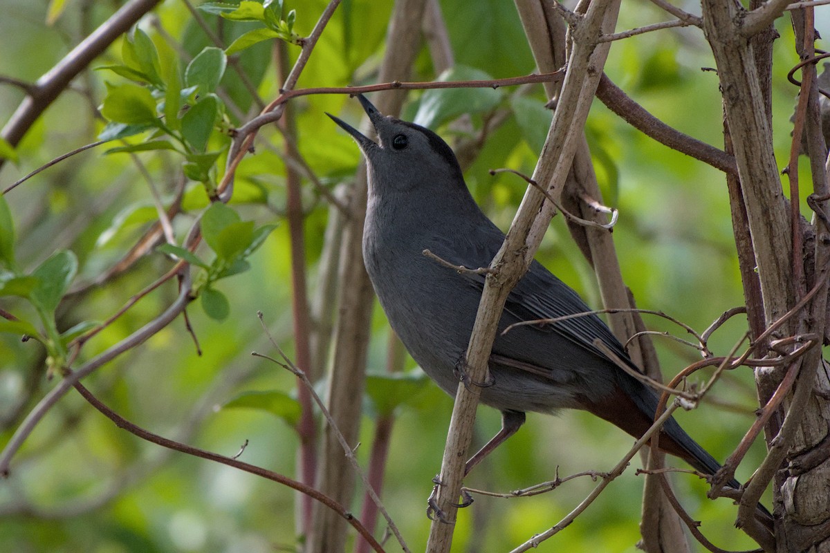 Gray Catbird - Meaghan Richard