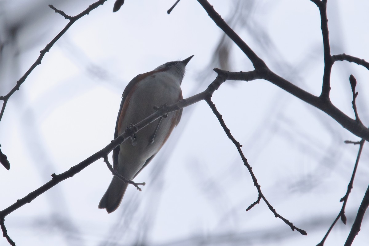 Chestnut-sided Warbler - Owen Strickland