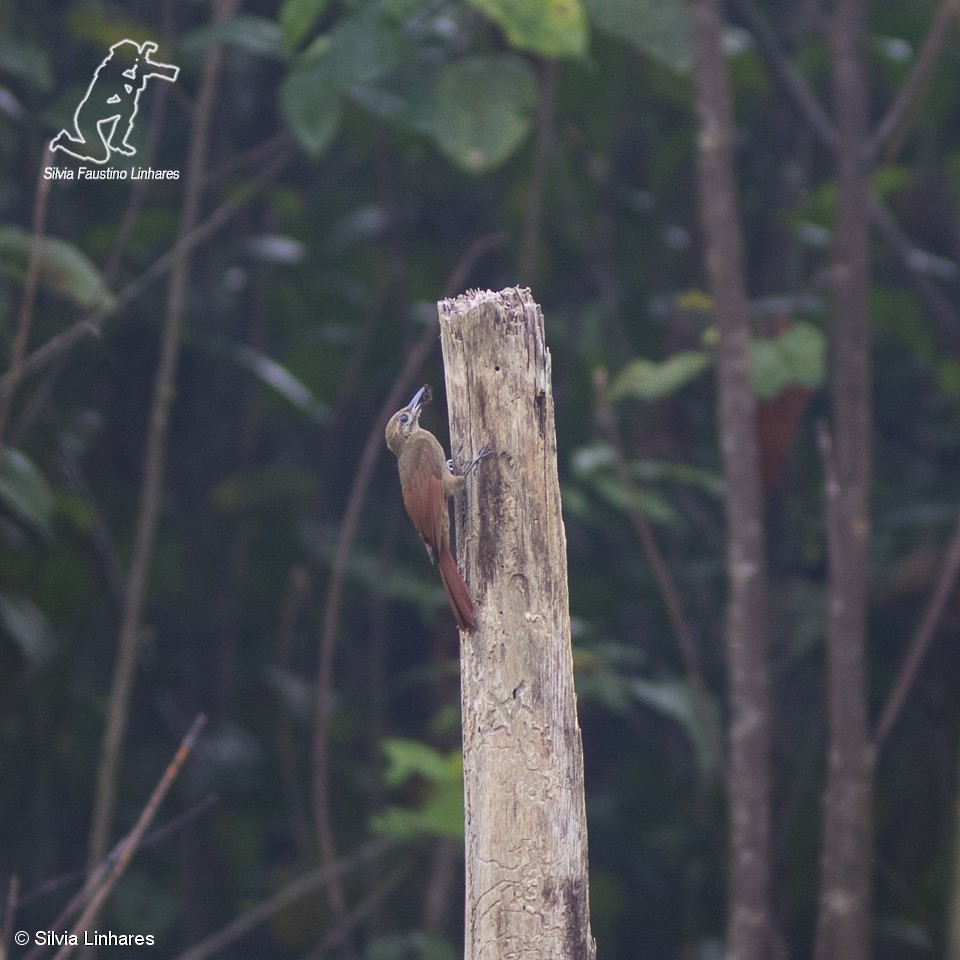 Plain-brown Woodcreeper - Silvia Faustino Linhares